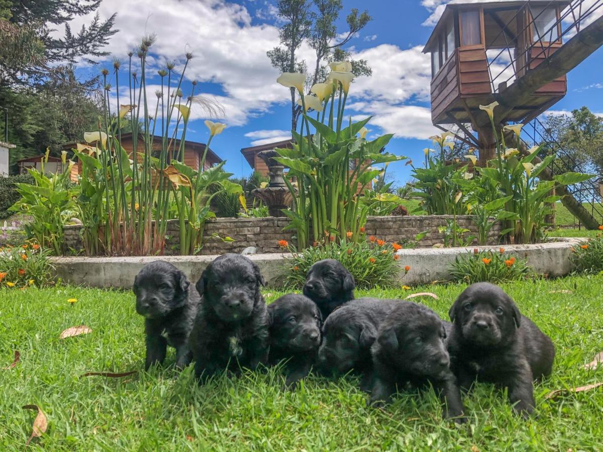 Hosteria Papagayo Cotopaxi Machachi Екстер'єр фото